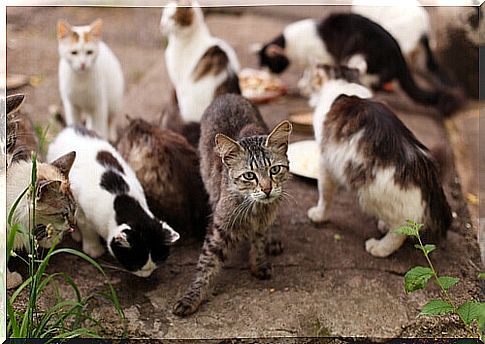 stray cat colony