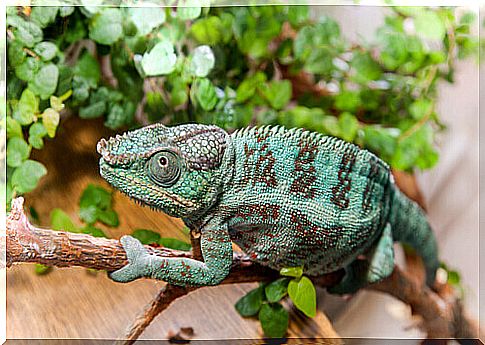 camouflage animals: chameleon