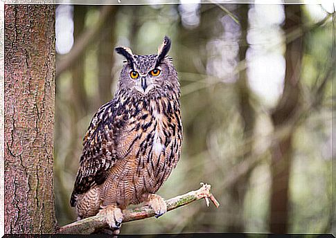 owl on the branch