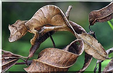 Perfect camouflage: leaftail gecko