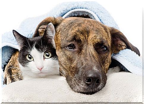 Anti-inflammatory drugs in dogs and cats: a deadly risk