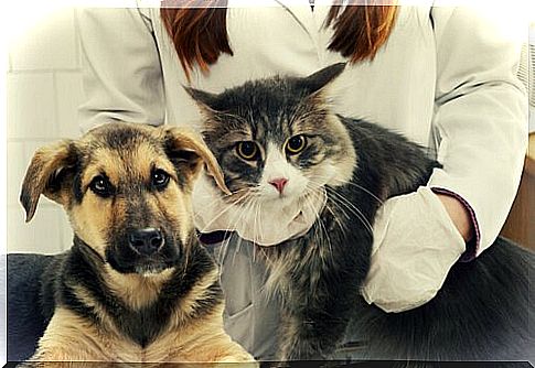 Anti-inflammatory in dogs and cats: deadly dangers