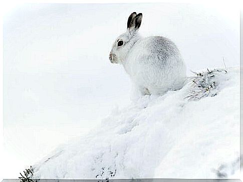 Arctic hare: characteristics, behavior and habitat