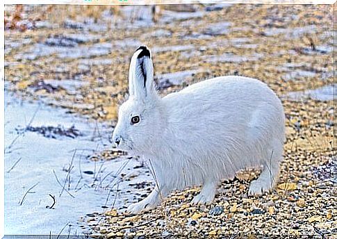 hare found in arctic