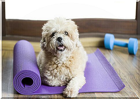 Do you know dog gyms?