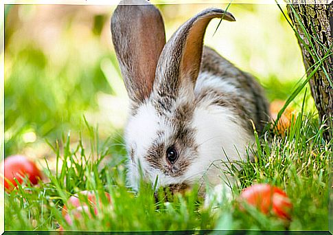 curiosities-about-the-rabbits-2