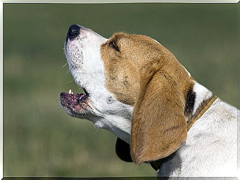 beagle barking