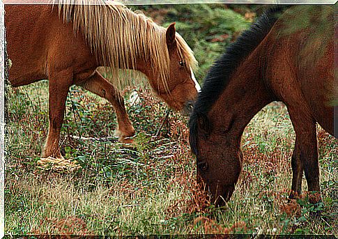 Basic supplements for horses