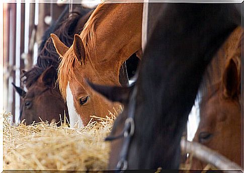 Basic supplements for horses