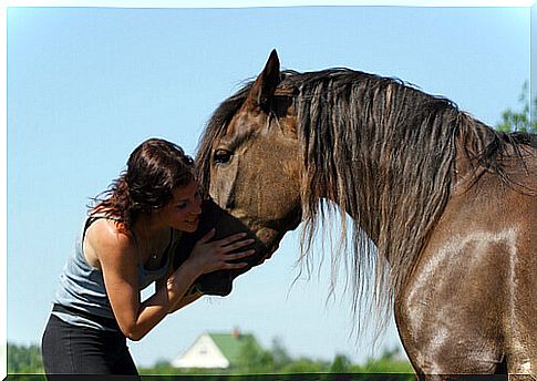 Basic supplements for horses