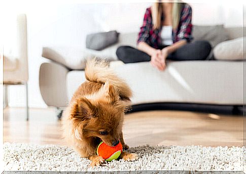 Basic aspects of canine behavior