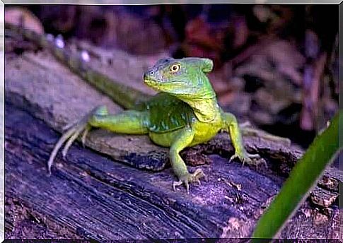 Basilisk feeding and its characteristics