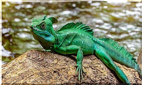 Green Basilisk