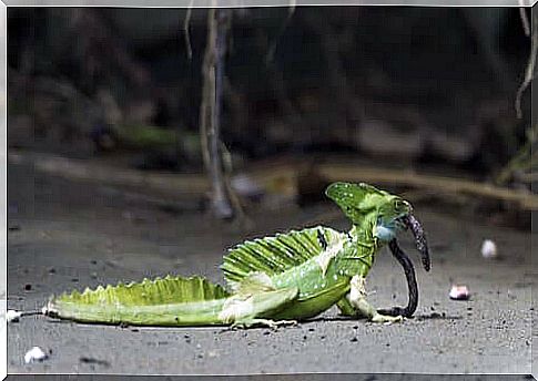 Feeding Basilisk in Wildlife