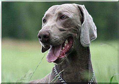 Weimaraner