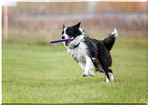 border collie