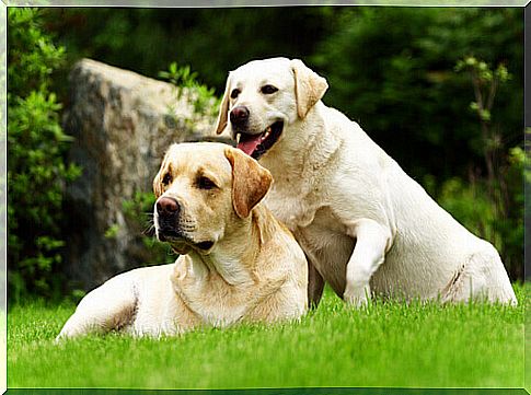 blood donor dogs