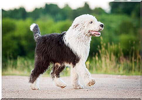 Bobtail, a curious breed of dogs