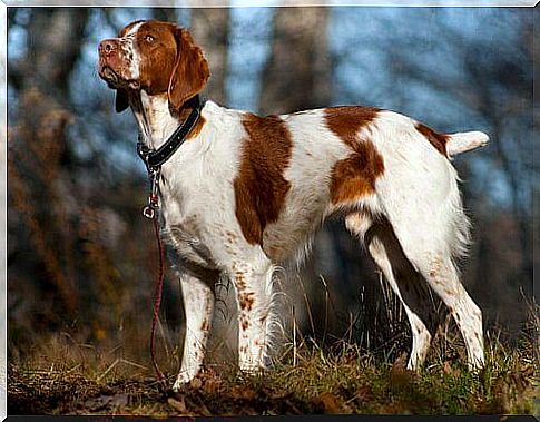 Breton Spaniel: a versatile and very affectionate dog