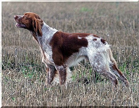 Breton Spaniel