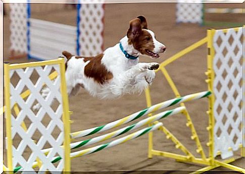 Breton Spaniel Jumping an Obstacle