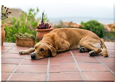 Brown Vomiting in Dogs: Everything You Need to Know