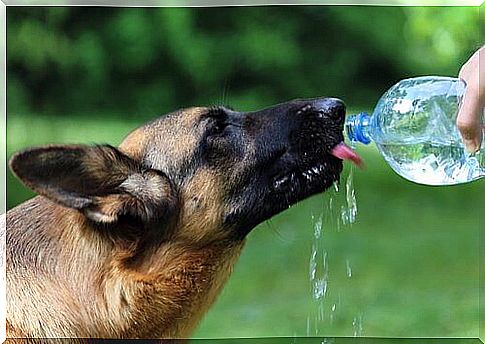 dog drinking water from a bottle