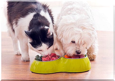 Can a cat eat dog food?