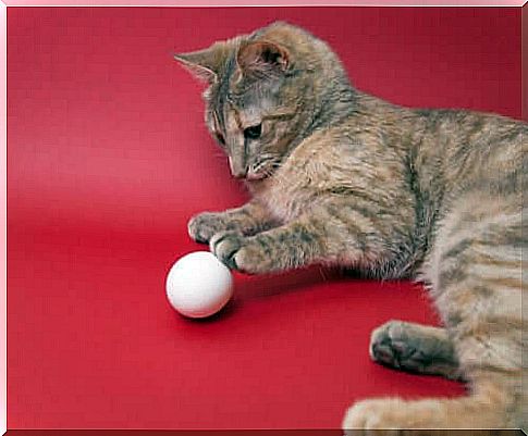 Can cats eat eggs?