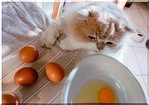 cats can eat eggs