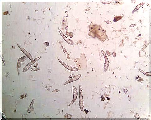 Treatment of canine demodicosis