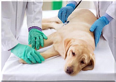 Symptoms of canine demodicosis