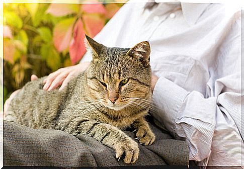 Care for cats during old age