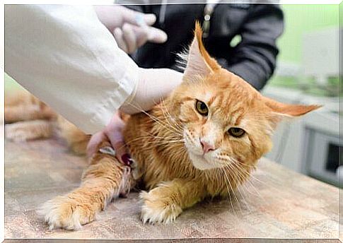 Cat-borne diseases