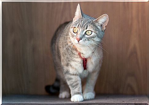 Cat collar: a good idea?