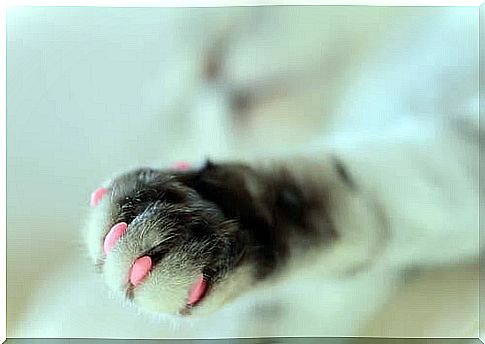 cat's nails