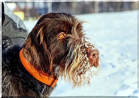 Czech hunting griffon in snow