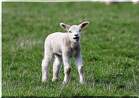 coccidiosis in lambs