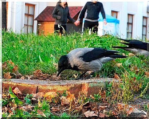 Crow as a pet: complete madness?