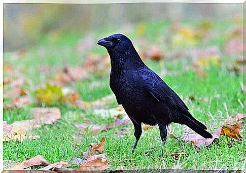 crow as a pet