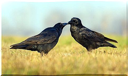 crow as a pet