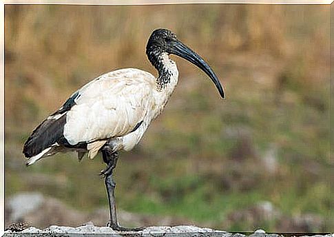 Curiosities about the sacred ibis