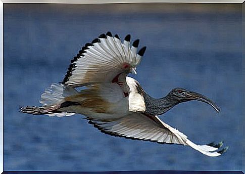 Curiosities about the sacred ibis