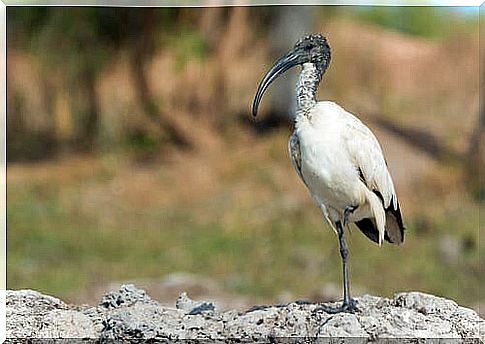 Curiosities about the sacred ibis