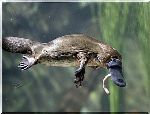 Curious habits of the platypus