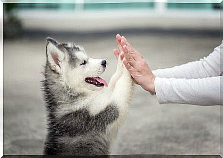 Exercise for puppies