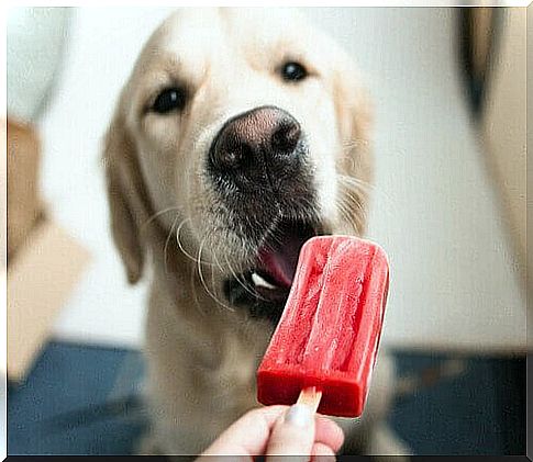 Delicious ice cream recipes for dogs