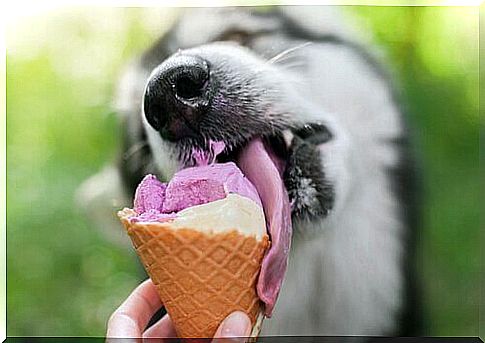 dog eating ice cream