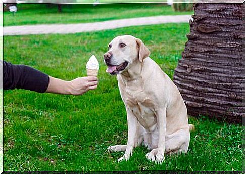 owner offering ice cream for dog