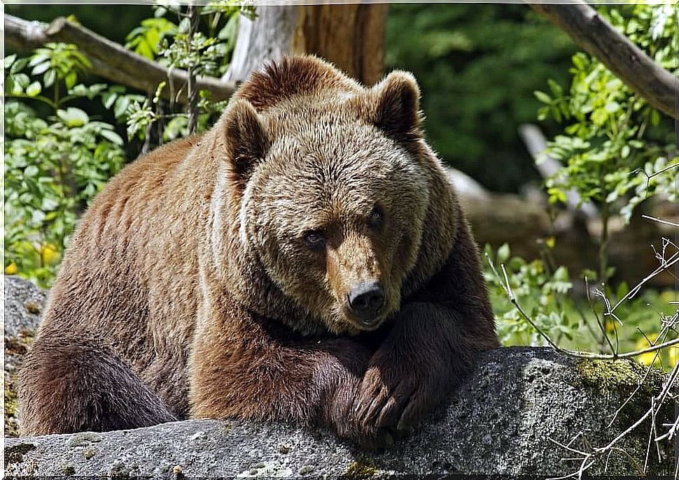 Brown bear